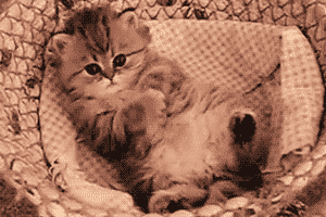 timg (4).gif