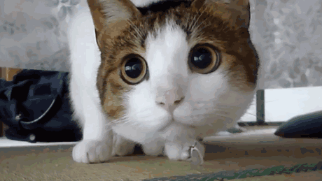 timg.gif