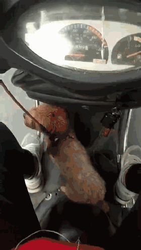 44.gif